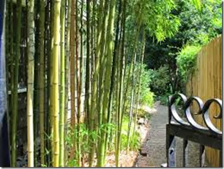 bamboo bamboo