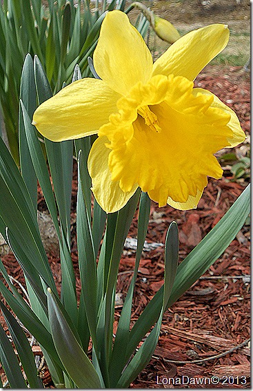 Daffodil2