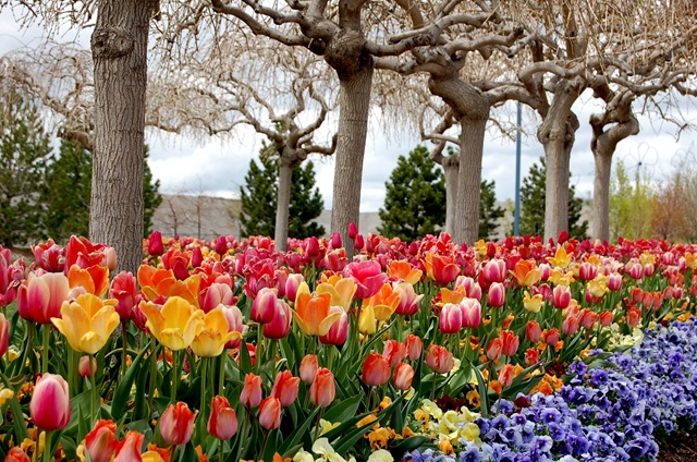 [tptulips5%255B2%255D.jpg]