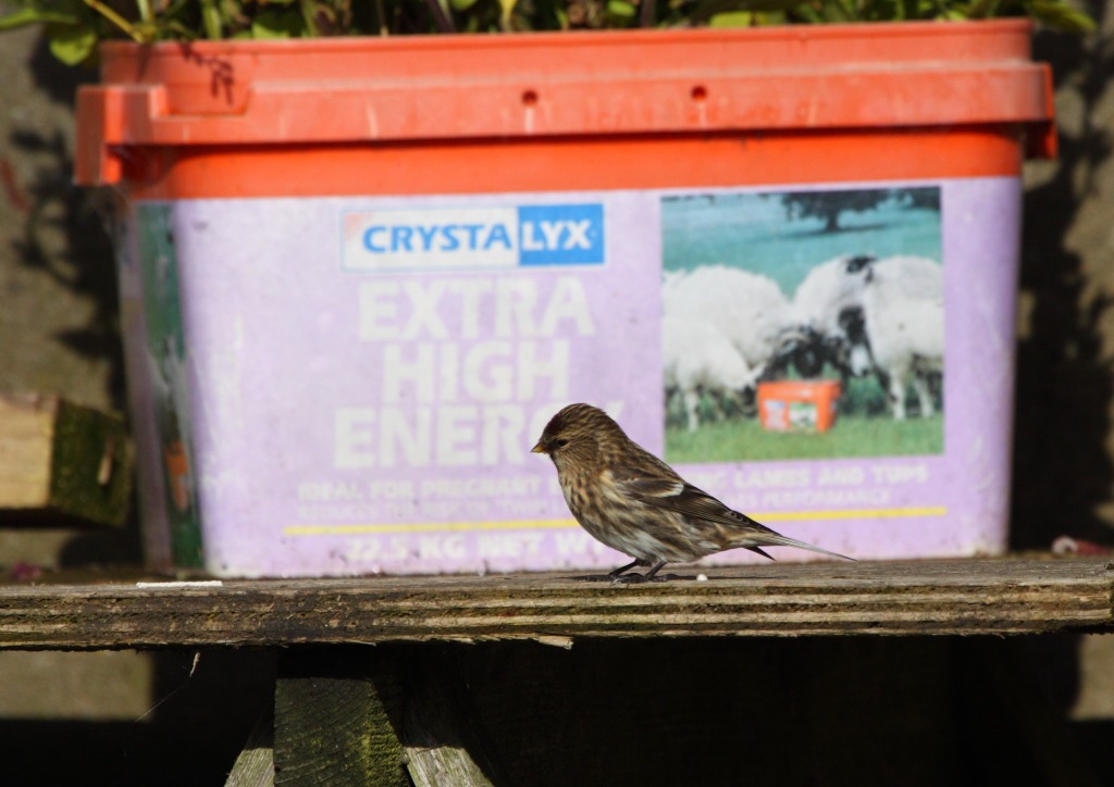 [common_redpoll%255B3%255D.jpg]