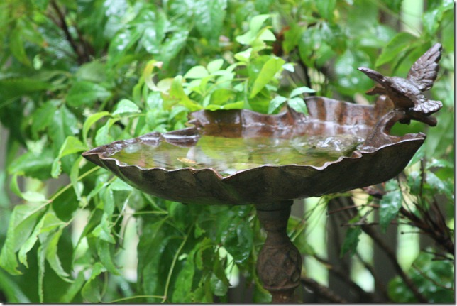 IMG_6145 IMG_6145