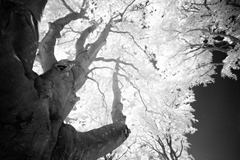 The-Tree-9