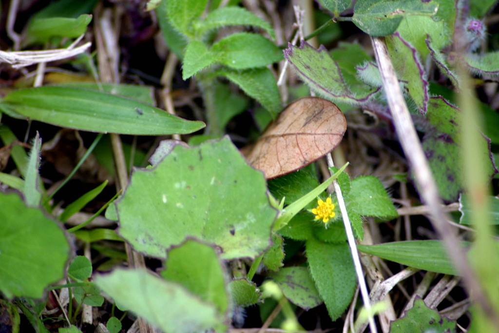 [flor%25203%255B3%255D.jpg]