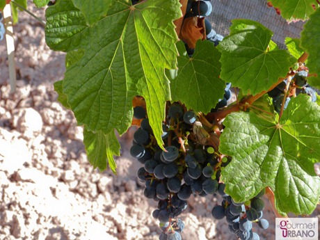 #malbecday Martin Alsina: Un Viñedo con historia para un vino que hace historia