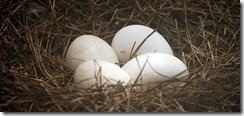 Four eggs Four eggs