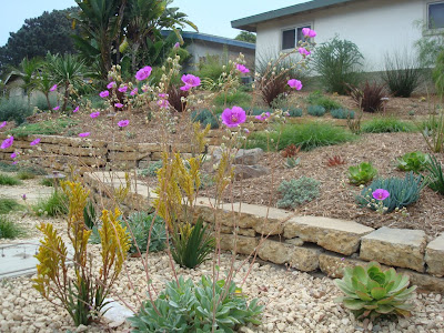 Calandrinia and Kangaroo Paws flowering nicely in late September