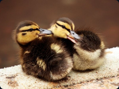 mallard ducks1 mallard ducks1