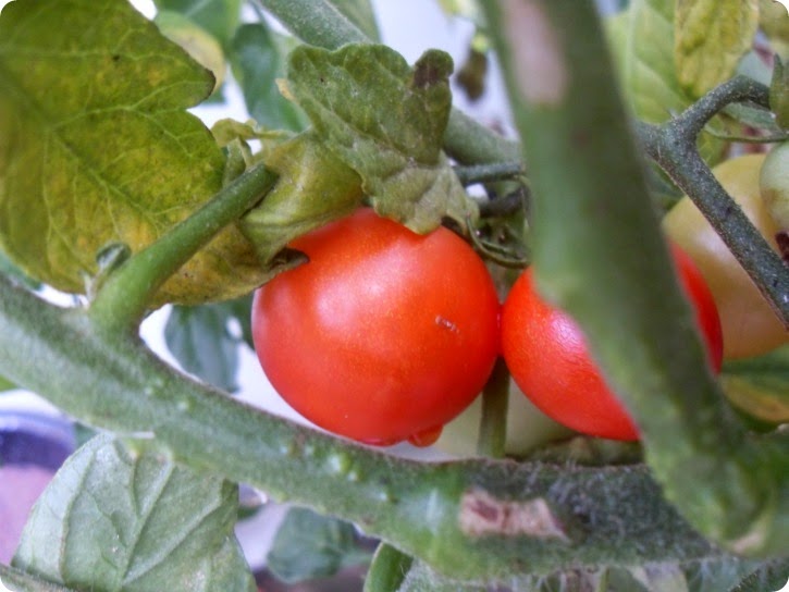 De første færdige tomater
