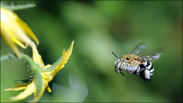 As the bee flies - natural pollination by native bees is seriously threatened as numbers dwindle. Feral bees have been all but wiped out in South Australia, putting the state's agricultural industry at risk. Photo: The Advertiser / supplied