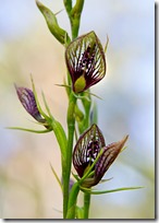 Bonnet-Orchid-(Cryptostylis-erecta)