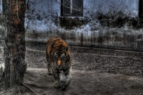[Tiger%2520HDR%255B5%255D.jpg]