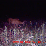 nichols deer 359.JPG