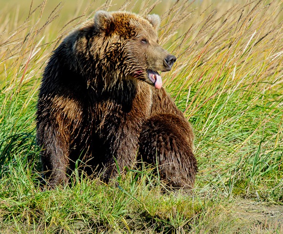 [untitled-Bear-Sitting-in-Grass-mouth%255B1%255D.jpg]