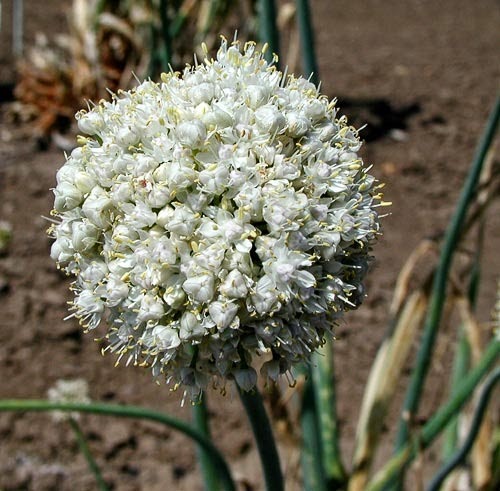 [Allium_galanthum%255B2%255D.jpg]