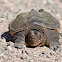 Snapping Turtle