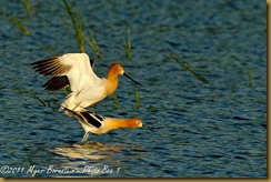 fl Avocet copulating_ROT3086 Bombay Hook  May 10, 2011 NIKON D3S