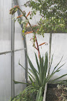 I see that the Beschorneria yuccoides, or Mexican lily, is sending up its unusual spiky bloom.