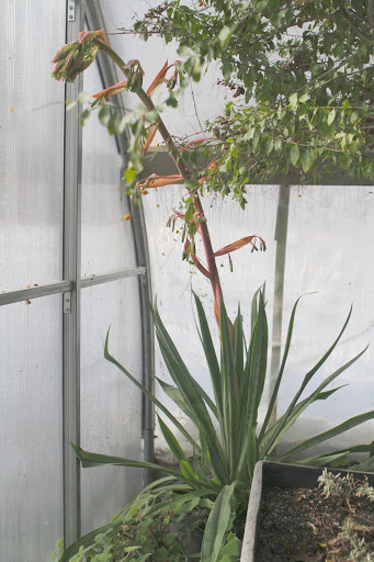 I see that the Beschorneria yuccoides, or Mexican lily, is sending up its unusual spiky bloom.