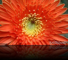 Daisy Spider