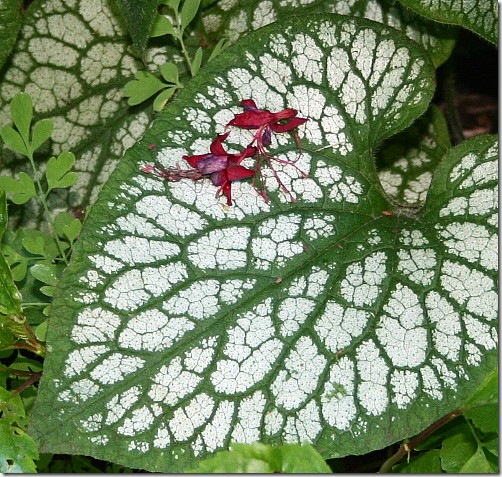 garden-jack-frost-close-jun08 garden-jack-frost-close-jun08