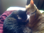 They lounge together and help each other stay well groomed. They lounge together and help each other stay well groomed.
