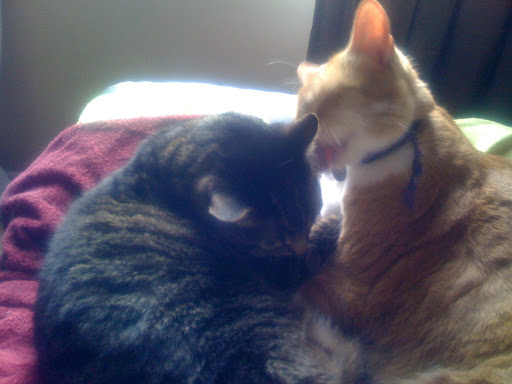 They lounge together and help each other stay well groomed. They lounge together and help each other stay well groomed.