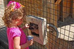 rylee zoo feeding goats