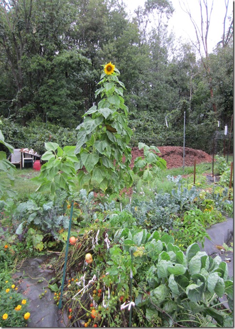 Flooded garden from Irene