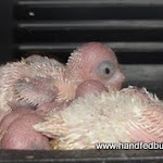 Babies in nest box 2011.JPG