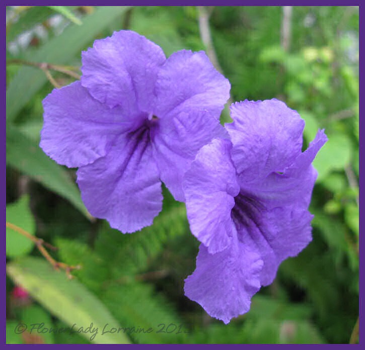 [08-26-phil-violets%255B4%255D.jpg]