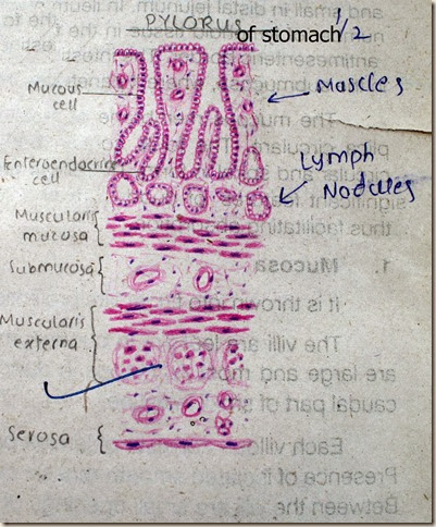 Pylorus of stomach high resolution histology diagram