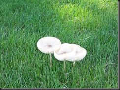 Mushroom Cups 2