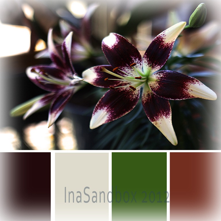[Patricia%2527s%2520Pride%2520Asiatic%2520Lily%255B4%255D.jpg]