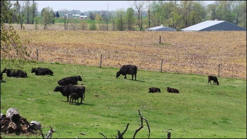 cows at pasture