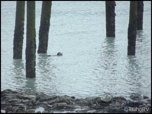 Sea-Otter