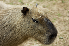 Capy Exotic Game Farm 2 Capy Exotic Game Farm 2