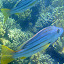 Snorkeling In The Whitsundays - Airlie Beach, Australia