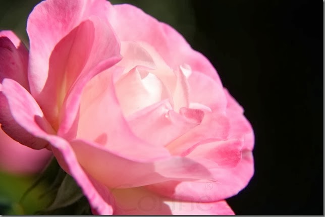 roze roze