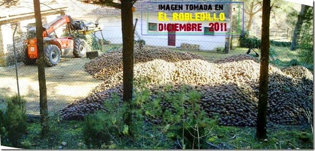 piñas piñas