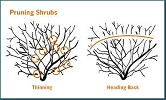pruning shrubs