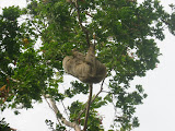 Sloth climbing in three