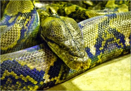 Las-serpientes-más-grandes-del-mundo