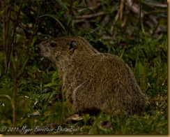 Groundhog_D074624West Virginia  NIKON D7000 May 06, 2011