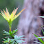 Flower In The Forest - Valley of the Giants, Australia