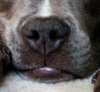 Trip was picked up by a local county animal control in early January, 2011.