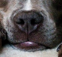 Trip was picked up by a local county animal control in early January, 2011.