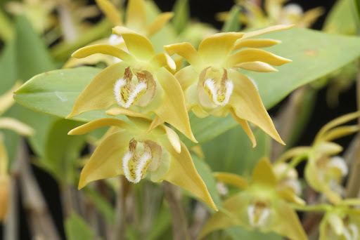 http://lh4.ggpht.com/-L2JrKV5pfPY/TIQxDwcwnAI/AAAAAAAAlO4/wUhN2z7F34E/Dendrobium%252520fleckeri.jpg