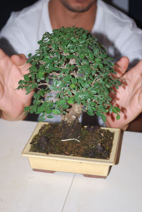 Zelkova de Sergio.