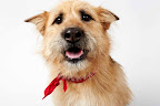 Fanfare For Fur Kids Part II