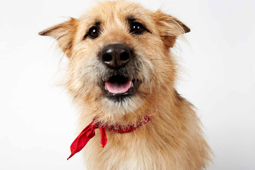 Super Sweet Sophie
(See link in post for details on Sophie who is at The Humane Society of New York)
Photo by Richard Phibbs Super Sweet Sophie
(See link in post for details on Sophie who is at The Humane Society of New York)
Photo by Richard Phibbs